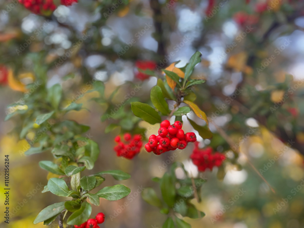 Fototapeta premium red berries on a branch