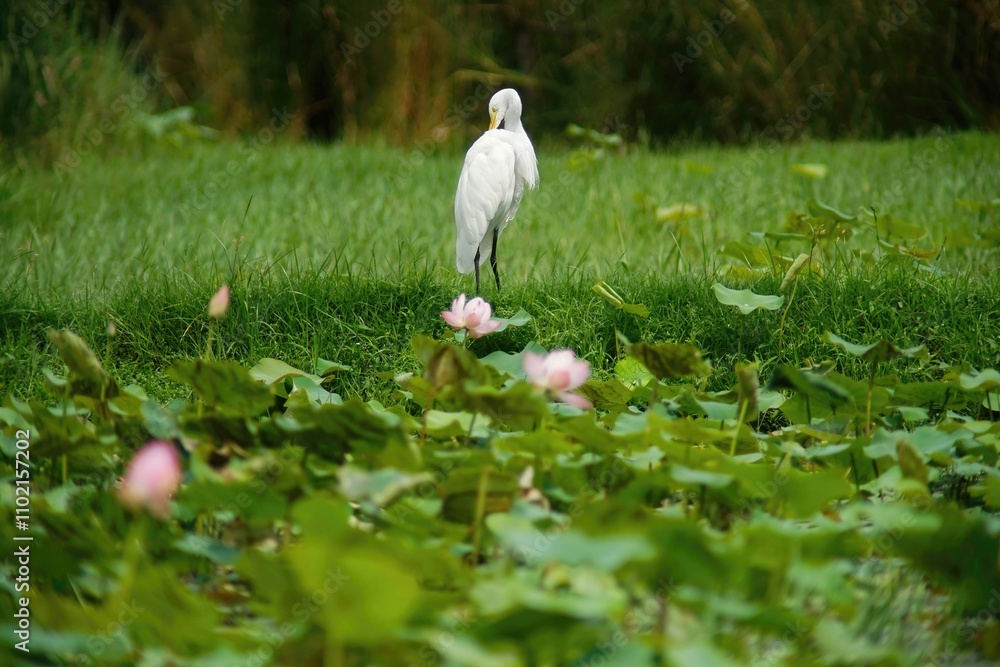 Obraz premium Water egret in a pond in a public park