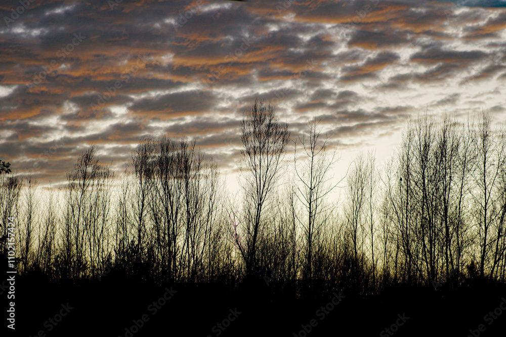 Fototapeta premium tree sillouettes at sunset