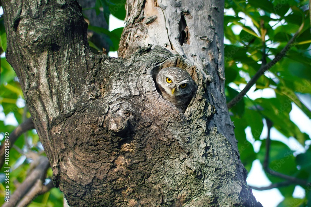 Obraz premium Spotted Owlet with yellow eyes, living in hollow tree