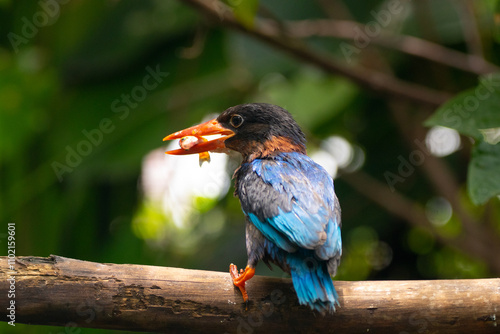 The Javan kingfisher (Halcyon cyanoventris), sometimes called the blue-bellied kingfisher or Java kingfisher photo