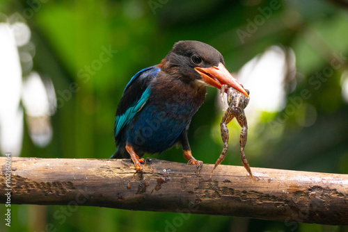Canvas Print The Javan kingfisher (Halcyon cyanoventris), sometimes called the blue-bellied k