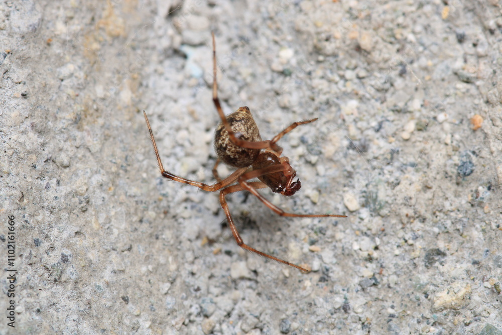 natural parasteatoda tepidariorum spider macro natural parasteatoda tepidariorum spider macro
