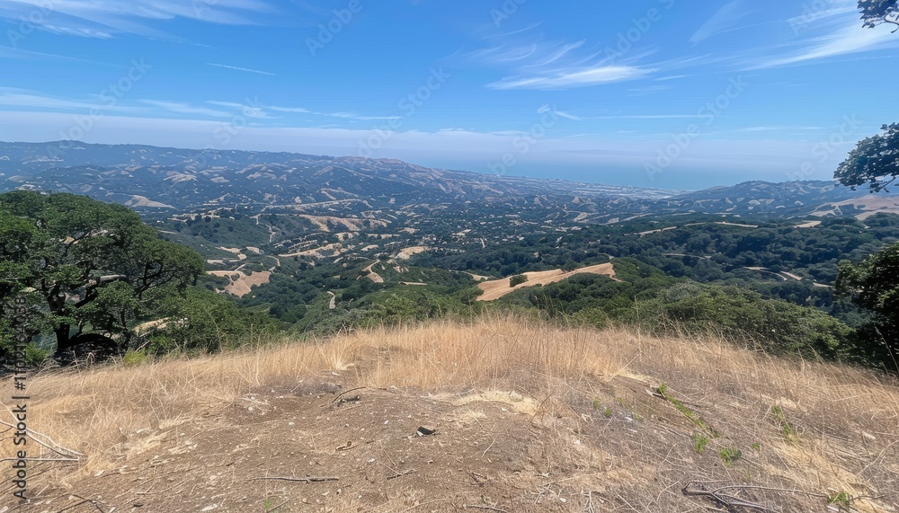Grassy hillside beneath a clear blue sky featuring a solitary oak tree offering shade Grassy hillside beneath a clear blue sky featuring a solitary oak tree offering shade