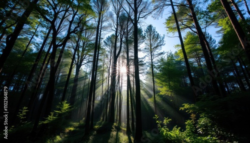 Sunbeams filtering through tall trees in a misty forest.