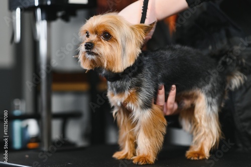 Yorkshire in the grooming salon. Caring for little friends. High quality photo