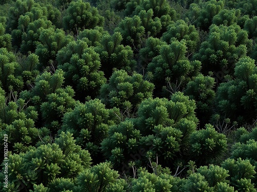 Dense thicket of dark green bushes and shrubs in a wilderness setting, overgrown, outdoors, dense vegetation