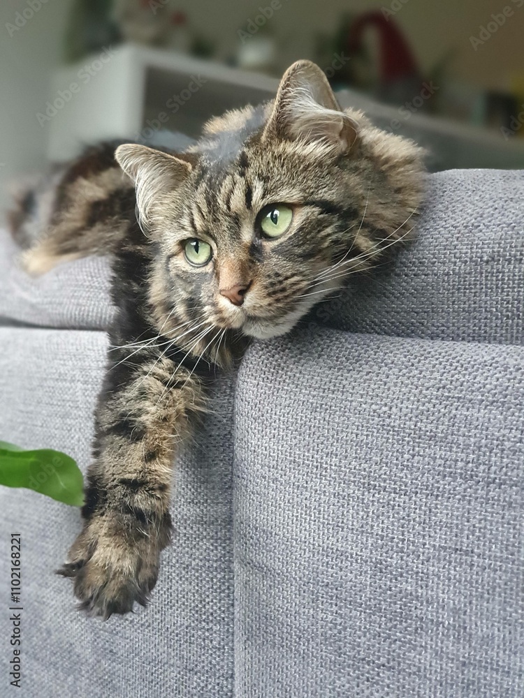 Obraz premium Relaxing Tabby Cat Lounging on a Cozy Gray Couch in a Bright Living Room