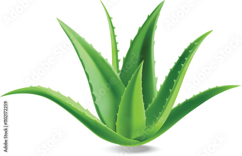 aloe vera leaves
