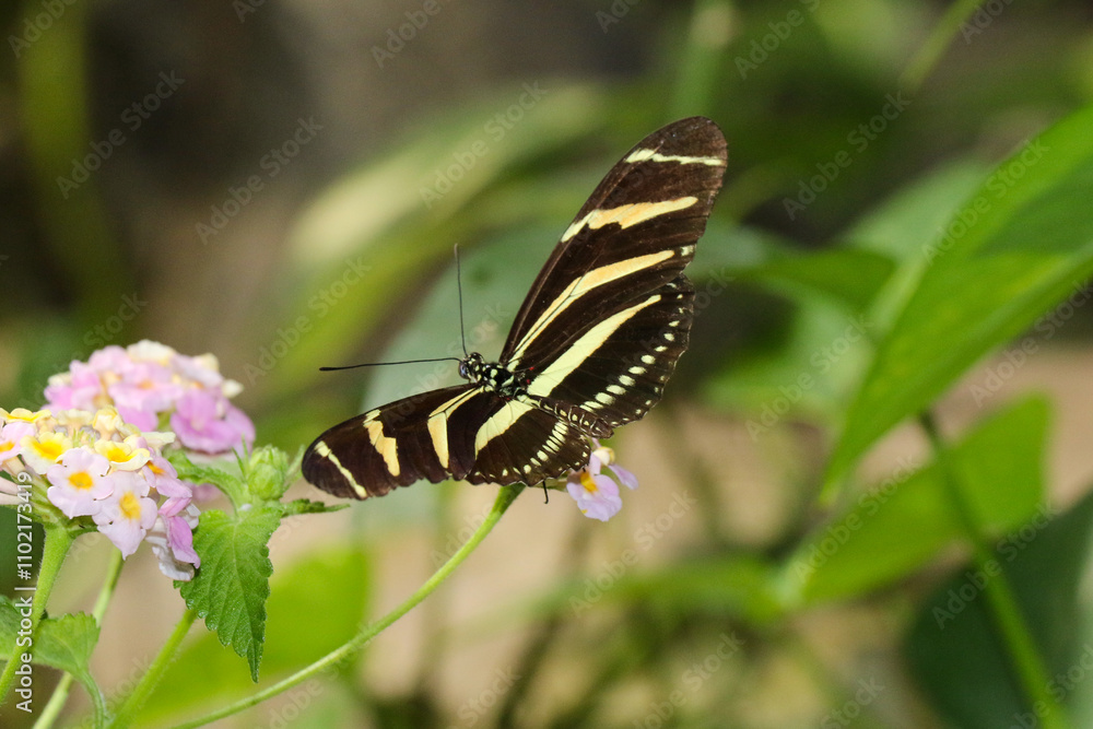 Vibrant Butterfly Resting on Delicate Pink and Yellow Flowers in a Lush, Green Environment Vibrant Butterfly Resting on Delicate Pink and Yellow Flowers in a Lush, Green Environment