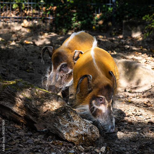 Red river hog, Potamochoerus porcus, also known as the bush pig. photo