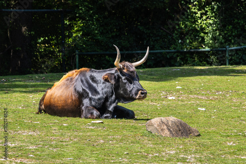 Heck cattle, Bos primigenius taurus or aurochs in a German park photo