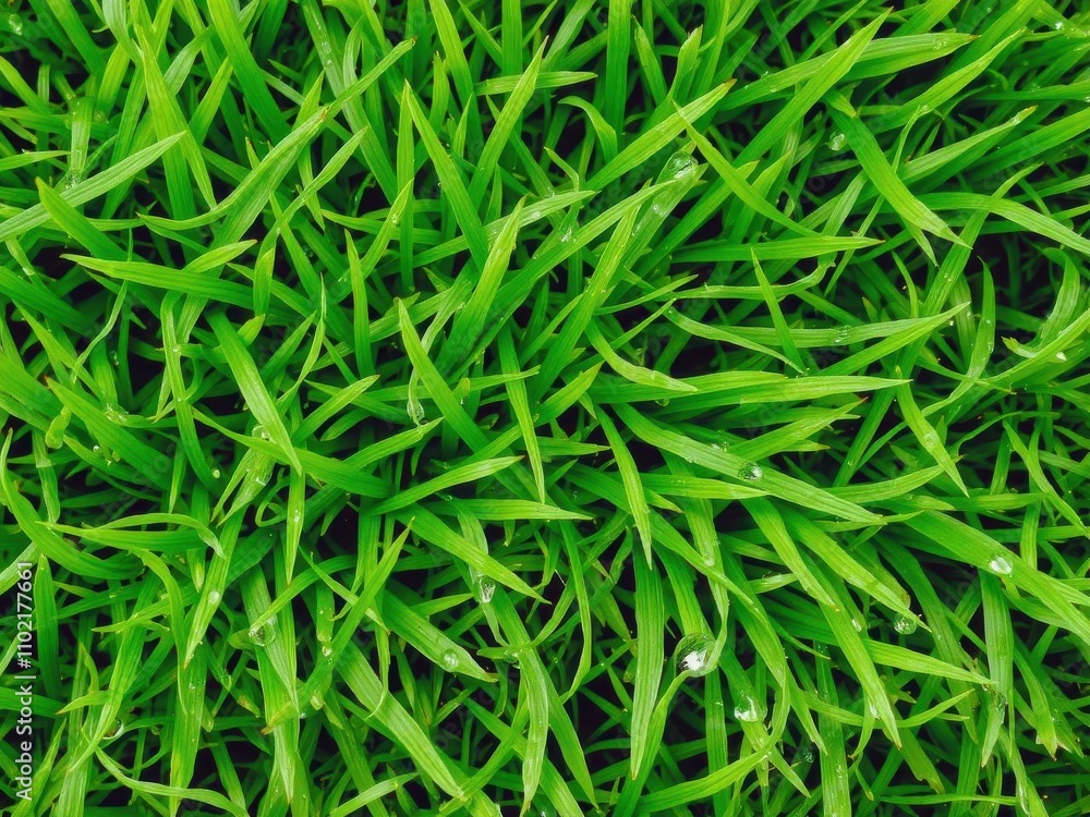 Vibrant green grass texture with small blades and dew drops, nature, foliage Vibrant green grass texture with small blades and dew drops, nature, foliage