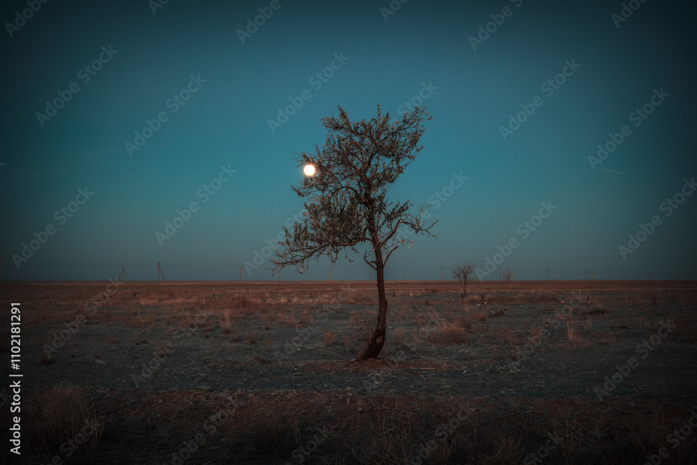 Fototapeta premium Horizontal landscape view at the moon and olive tree
