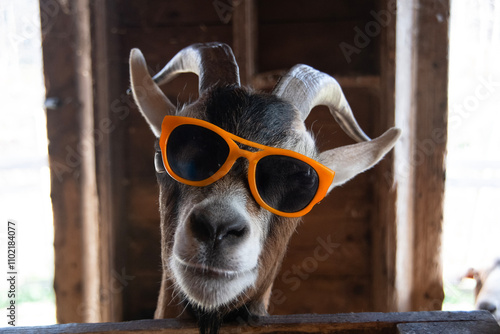 Cool goat