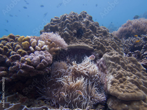 Pink skunk clownfish or pink anemonefish, Amphiprion perideraion, in its host anemone. Picture from Puerto Galera, Philippines photo