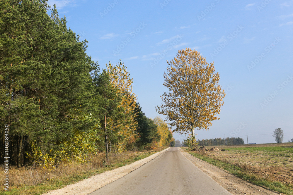 Fototapeta premium Scenic road flanked by a forest on one side and farmland on the other. Autumn colors under a clear blue sky seasonal landscape. Car journey background. Simple village road trip view.