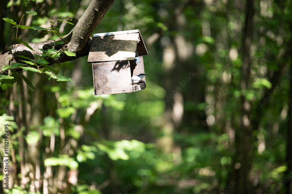 A quaint birdhouse sways gently from a tree branch in a lush forest, blending seamlessly with the serene natural surroundings. A quaint birdhouse sways gently from a tree branch in a lush forest, blending seamlessly with the serene natural surroundings.