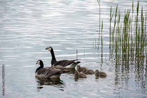 Family of Barnacle Geese  (Branta leucopsis)  photo