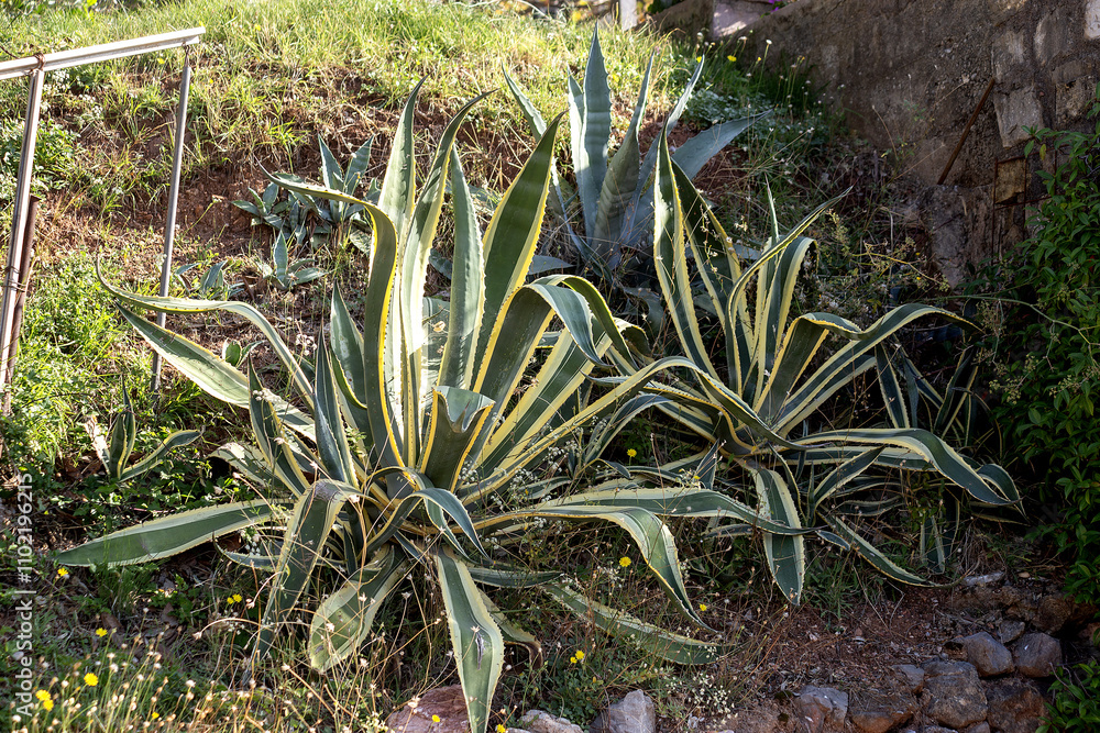 Fototapeta premium Large Cacti on the lawn in the park of Budva, Montenegro. High quality photo