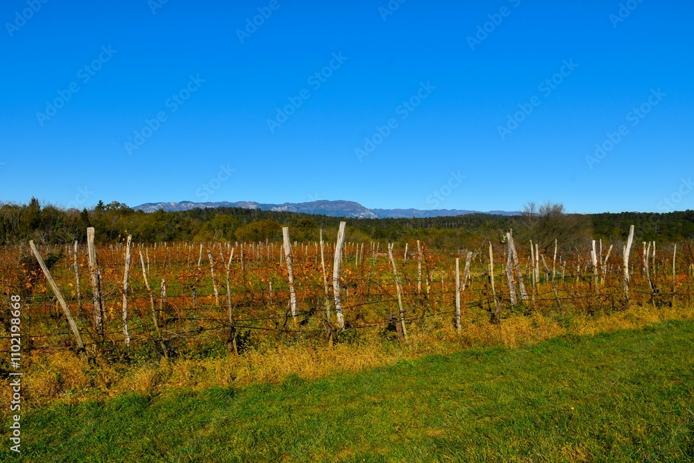 Grape vine at Kras in Primorska, Slovenia with nountains in Trnovo forest plateau behind Grape vine at Kras in Primorska, Slovenia with nountains in Trnovo forest plateau behind