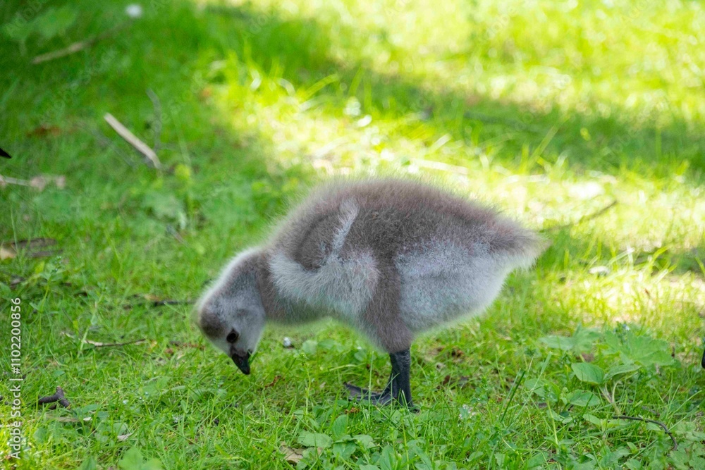 The barnacle goose chick (Branta leucopsis) The barnacle goose chick (Branta leucopsis)