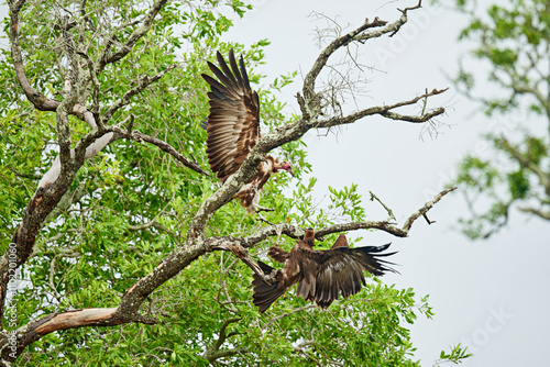 Nature, wild and vulture in tree fighting, flying and wings of safari animals hunting on branches on reservation. Natural wildlife, conservation and scavenger birds in African bush, park or jungle photo