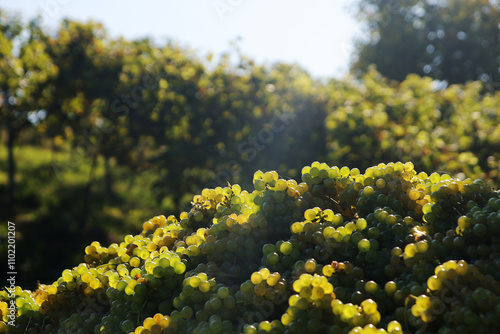 Wine yards in Stuttgart region in Germany in October