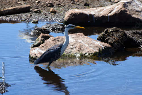 Pied Heron (Egretta picata) the heron is a long-legged, long-necked, freshwater and coastal bird seen on the shore of the Yellow Water Billabong in Kakadu National Park, Northern Territory, Australia photo