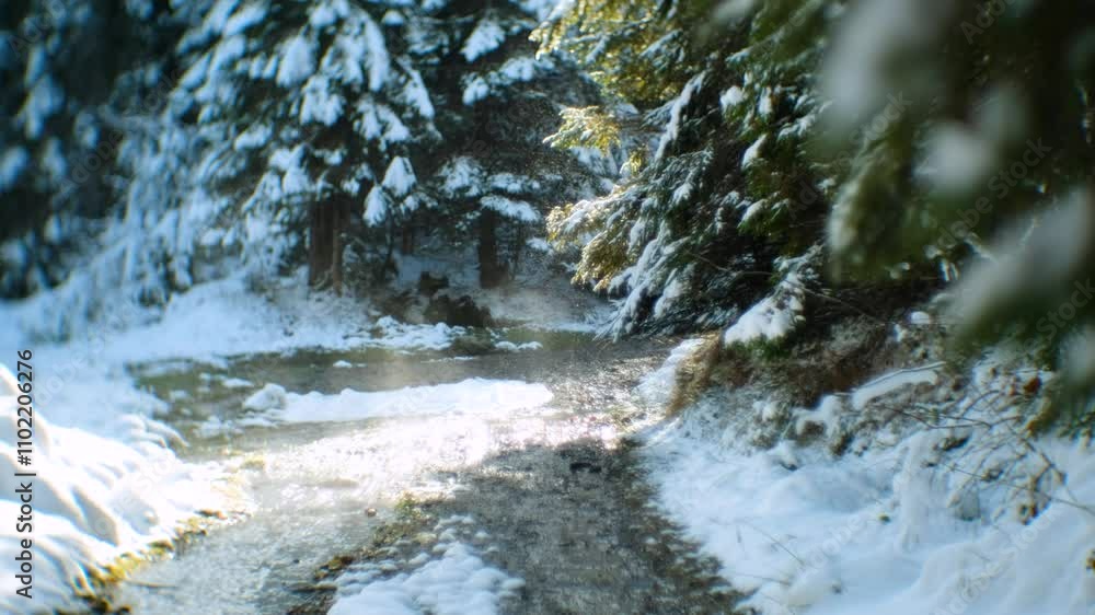 Sparkling Snowfall on Evergreen Branches in Winter Forest. Stream and Mist Sparkling Snowfall on Evergreen Branches in Winter Forest. Stream and Mist