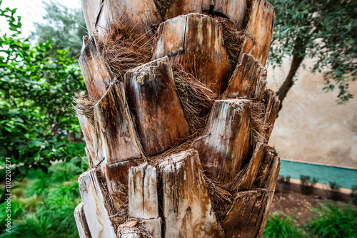 2024 03 10 Marrakesh palm trunk 17 photo