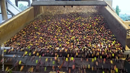 Slow motion of Olive Oil mill machine while process harvested raw olives, extra virgin Italian oil production industry, 4k