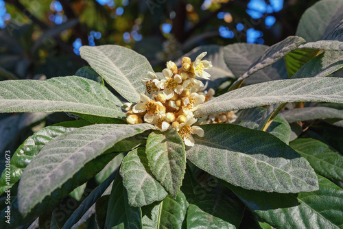 Cuadro en lienzo Leaves and flowers of  Loquat tree ( Eriobotrya japonica , Japanese medlar ) on sunny November day