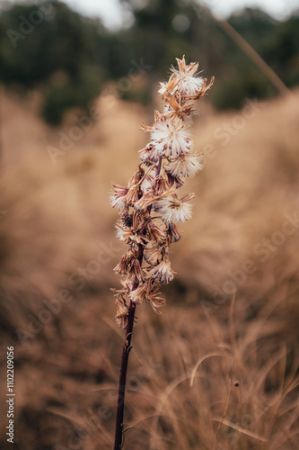 Mountain flower called in the middle of the forest with vegetation dry in winter, with a background in ochre colors