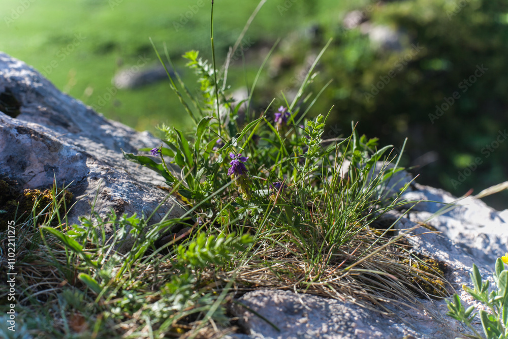 Obraz premium A close-up shot of wildflowers growing near a rocky outcrop in the shadow of Fish Mountain.