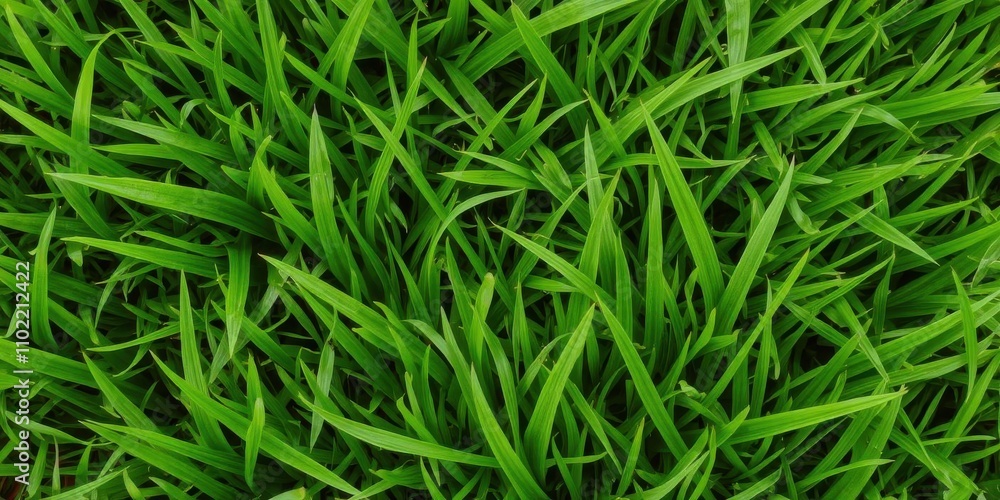 Lush green grass texture background with vibrant blades of grass, close-up, outdoor Lush green grass texture background with vibrant blades of grass, close-up, outdoor