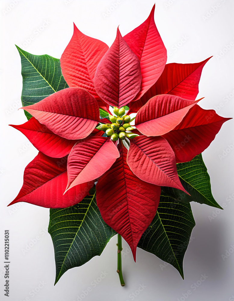 A vibrant red poinsettia with dark green leaves, a classic symbol of the Christmas season A vibrant red poinsettia with dark green leaves, a classic symbol of the Christmas season