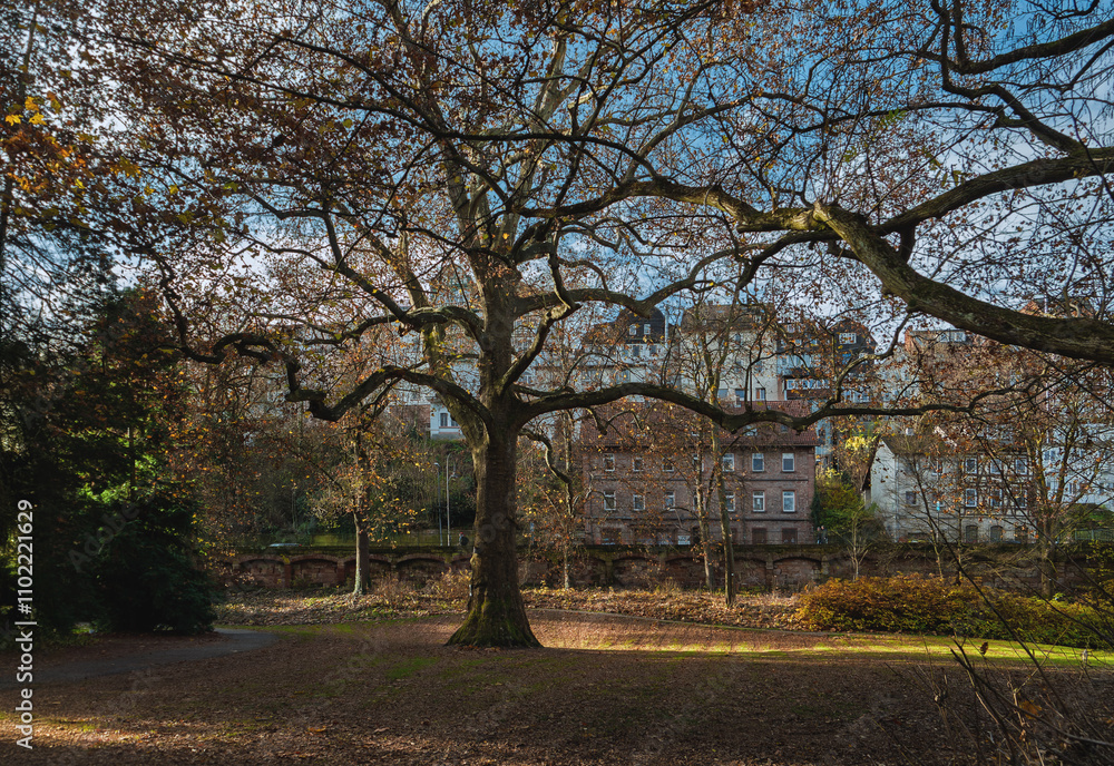 Herbstspaziergang durch den Alten Botanischen Garten Herbstspaziergang durch den Alten Botanischen Garten