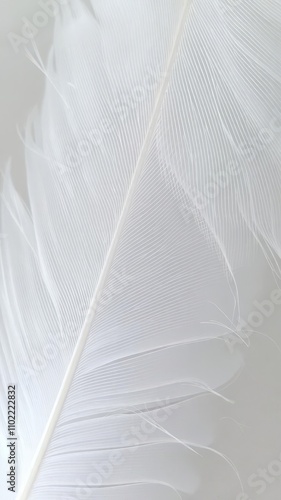 Soft and delicate white feather texture background, perfect for nature or beauty themed designs, background, airy