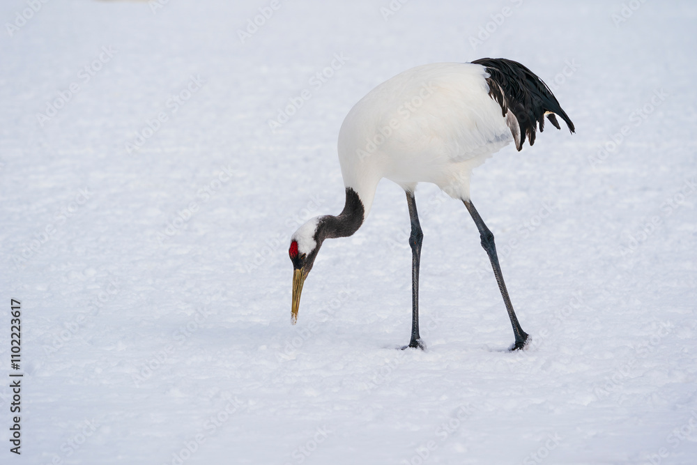 Obraz premium The red-crowned crane (Grus japonensis)