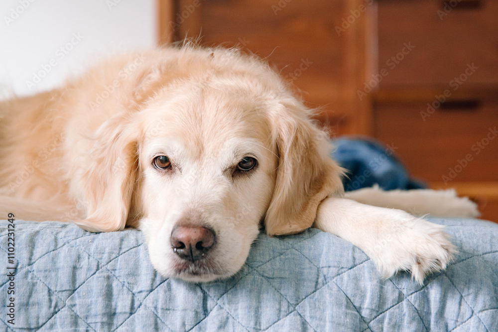 golden retriever dog on bed golden retriever dog on bed