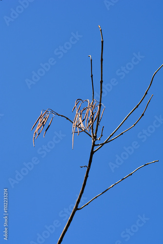 Common catalpa branch with seed pods photo