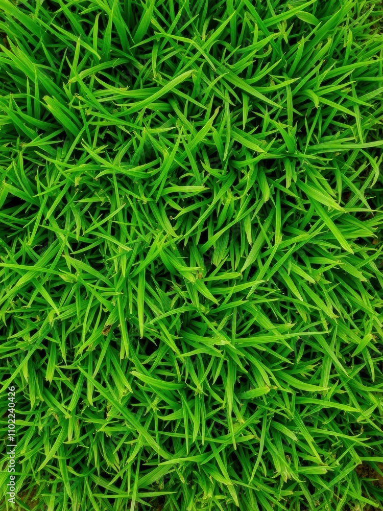 Lush green grass texture with fine blades and vibrant hues, perfect for background or design elements, flora, lush Lush green grass texture with fine blades and vibrant hues, perfect for background or design elements, flora, lush