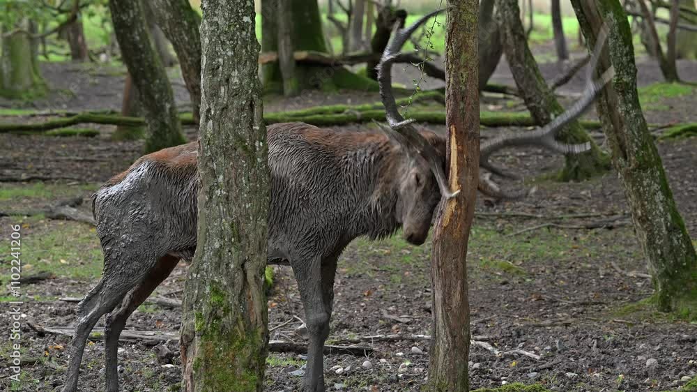 Antler rubbing against trunk by red deer (Cervus elaphus) stag with big antlers, damaging tree bark during the rut in autumn, demarcating its territory in forest Antler rubbing against trunk by red deer (Cervus elaphus) stag with big antlers, damaging tree bark during the rut in autumn, demarcating its territory in forest
