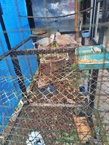 Two parrots in a wire cage photo