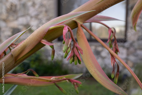 Closeup view of exotic succulent plant Beschorneria yuccoides, also known as Mexican Lily, large floral stem, bracts and green flowers, blooming in the garden. photo