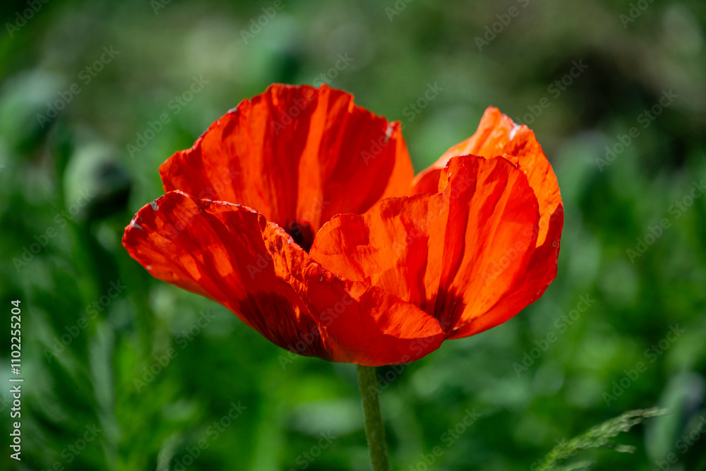 red poppy flower red poppy flower