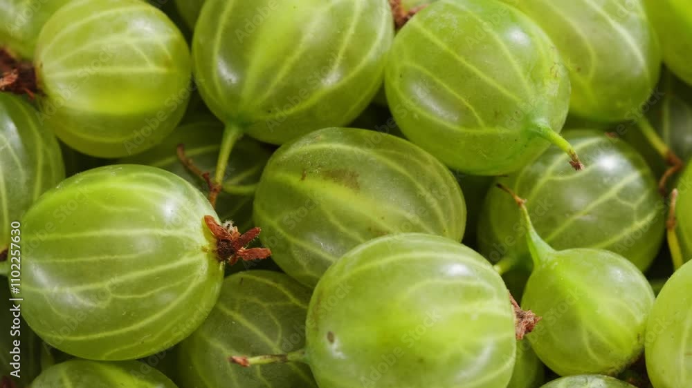 Green Organic Berries Gooseberries, traditional russian Berries gooseberry close-up. Background from gooseberries, Harvest concept, vitamin c Vegetarian food close up macro. Green Organic Berries Gooseberries, traditional russian Berries gooseberry close-up. Background from gooseberries, Harvest concept, vitamin c Vegetarian food close up macro.