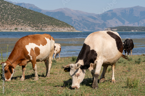 Cows grazing peacefully by the lake, a serene scene under a clear sky. Hills and mountains in the background