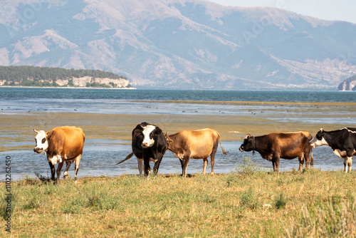 Cows grazing peacefully by the lake, a serene scene under a clear sky. Hills and mountains in the background